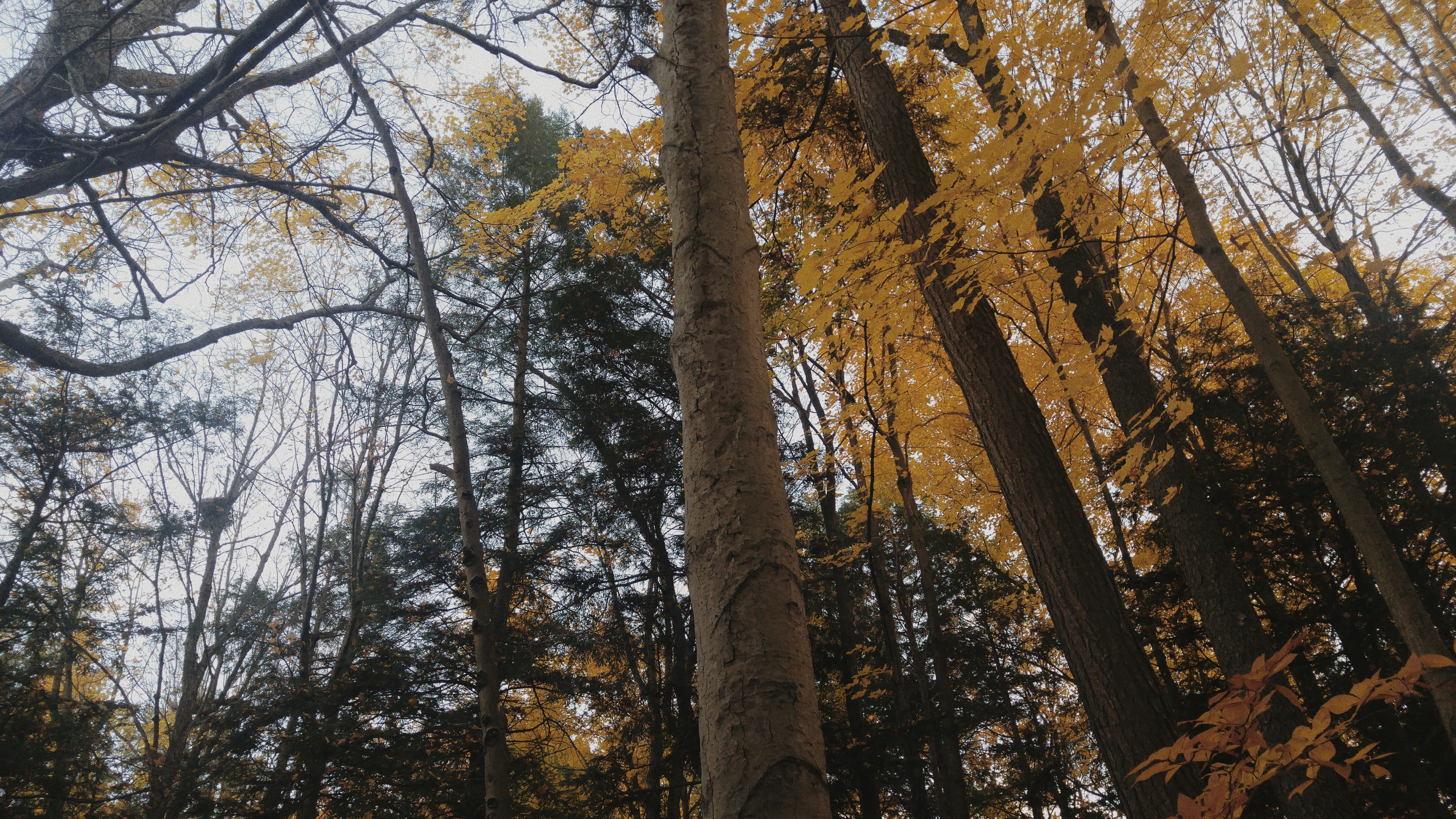 A little forest behind the park